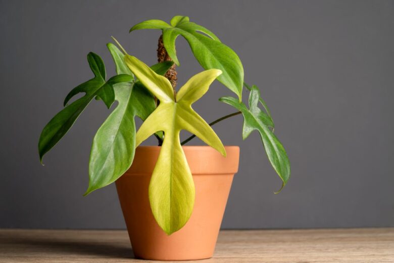 Philodendron Florida Ghost (2)
