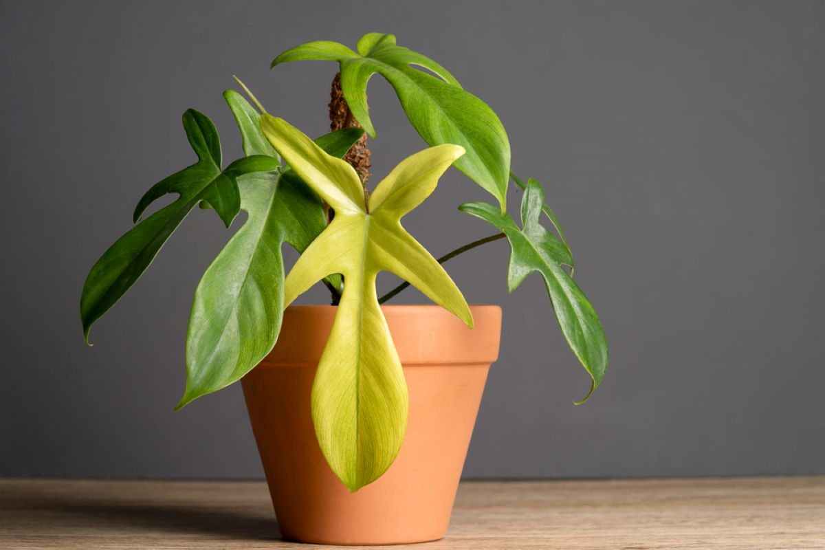 Philodendron Florida Ghost (2) Philodendron Florida Ghost (2)