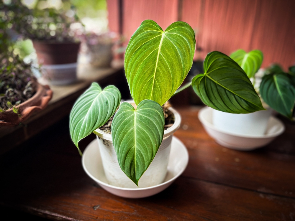 Philodendron,Gloriosum,Minimal,Form,In,6,Inch,Pot,For,Office Philodendron,Gloriosum,Minimal,Form,In,6,Inch,Pot,For,Office