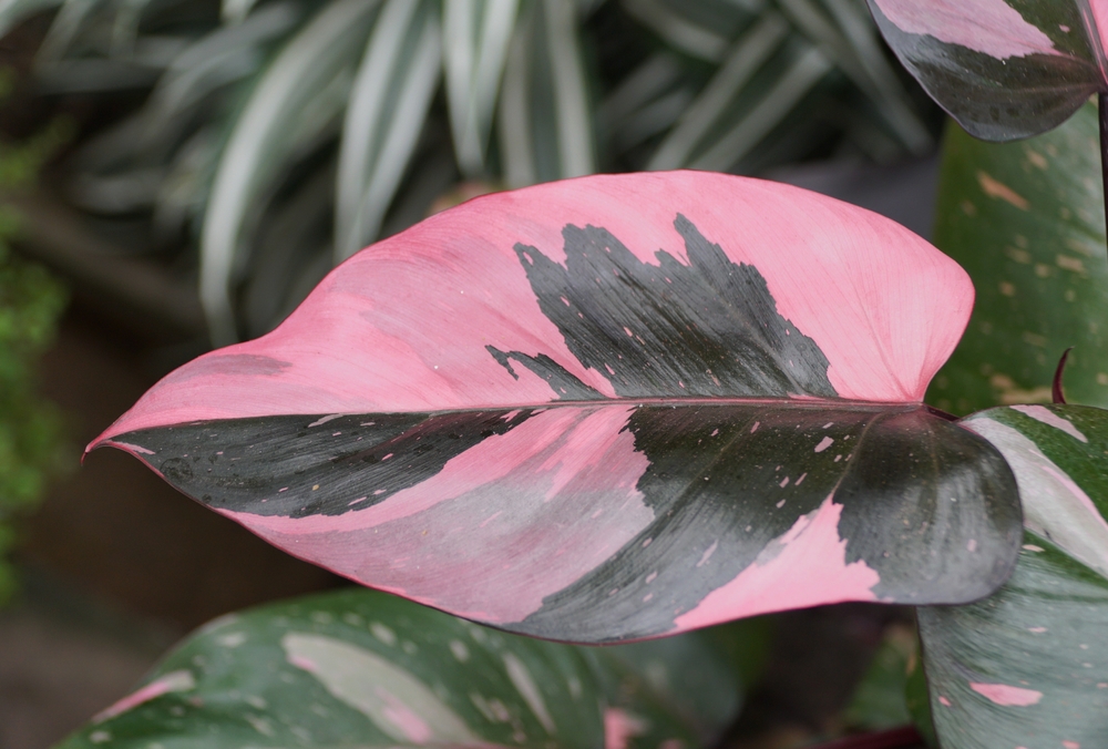 Beautiful,Pink,And,Dark,Green,Leaf,Of,Philodendron,Pink,Princess, Beautiful,Pink,And,Dark,Green,Leaf,Of,Philodendron,Pink,Princess,