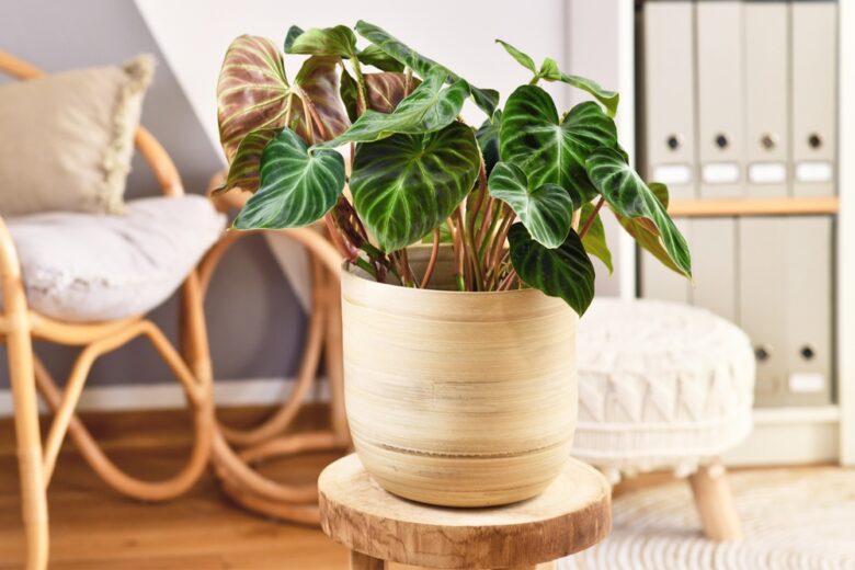 Topical,'philodendron,Verrucosum',Houseplant,With,Dark,Green,Veined,Velvety,Leaves