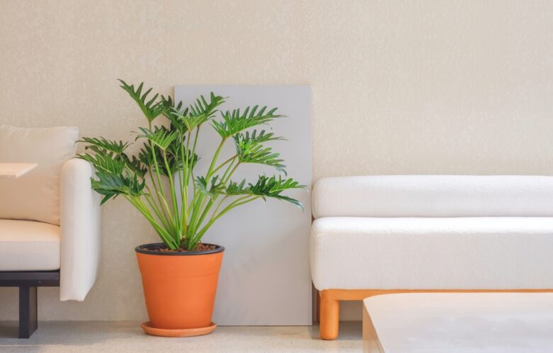 Beautiful,Philodendron,Xanadu,Ornamental,Plant,With,Part,Of,2,White