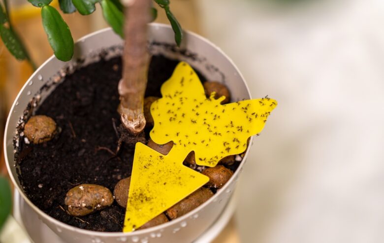 Yellow,Sticky,Insect,Trap,In,The,Shape,Of,A,Butterfly.protection
