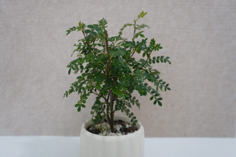Fragrance,Pepper,Wood,Potted,Mini,Mosquito,Repellent,Plant,Indoor,Flower