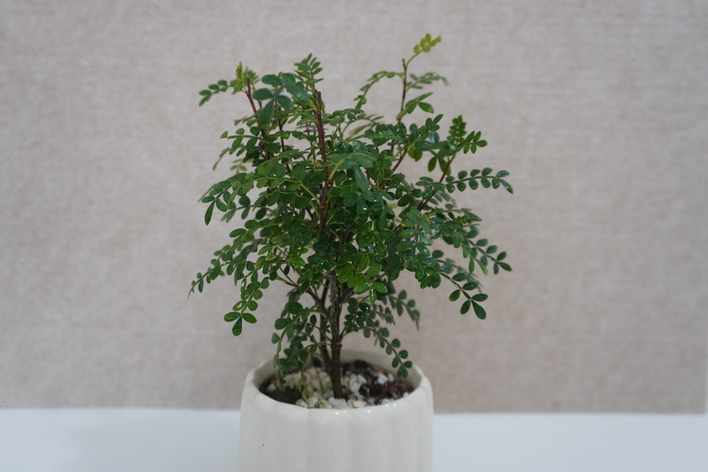 Fragrance,Pepper,Wood,Potted,Mini,Mosquito,Repellent,Plant,Indoor,Flower Fragrance,Pepper,Wood,Potted,Mini,Mosquito,Repellent,Plant,Indoor,Flower