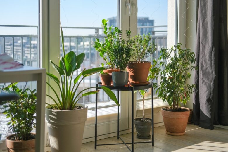 Various,Green,Potted,Houseplants,Placed,On,Stand,Near,Large,Window