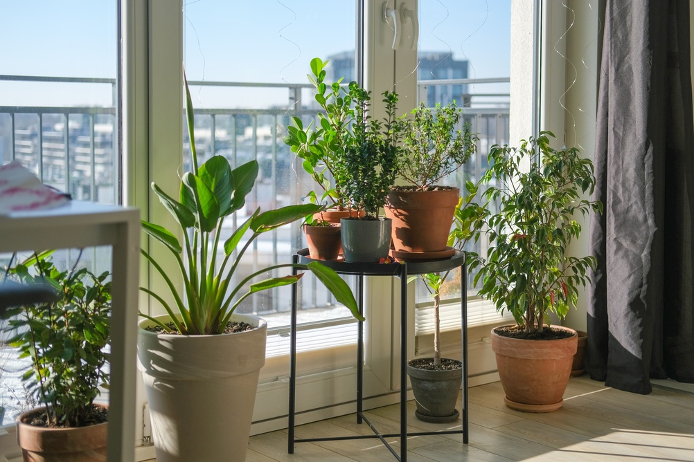 Various,Green,Potted,Houseplants,Placed,On,Stand,Near,Large,Window Various,Green,Potted,Houseplants,Placed,On,Stand,Near,Large,Window