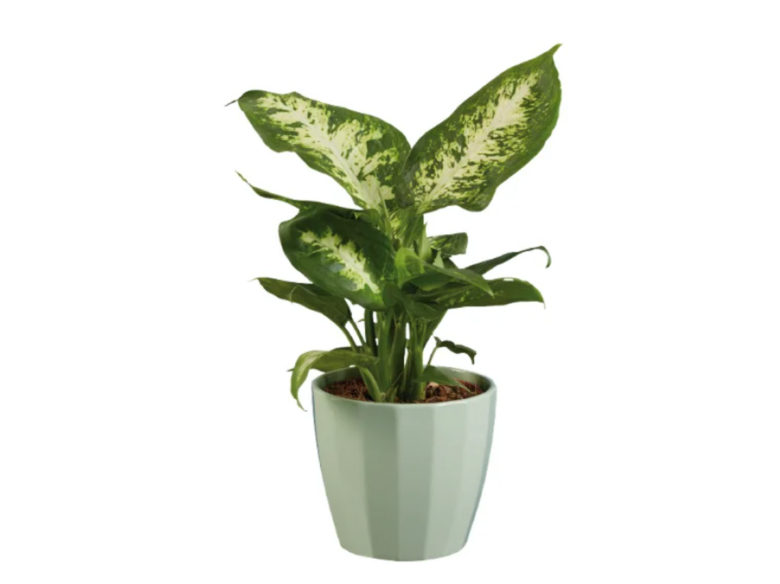 piante-verdi-lidl (1)
