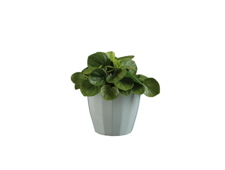 piante-verdi-lidl (2)