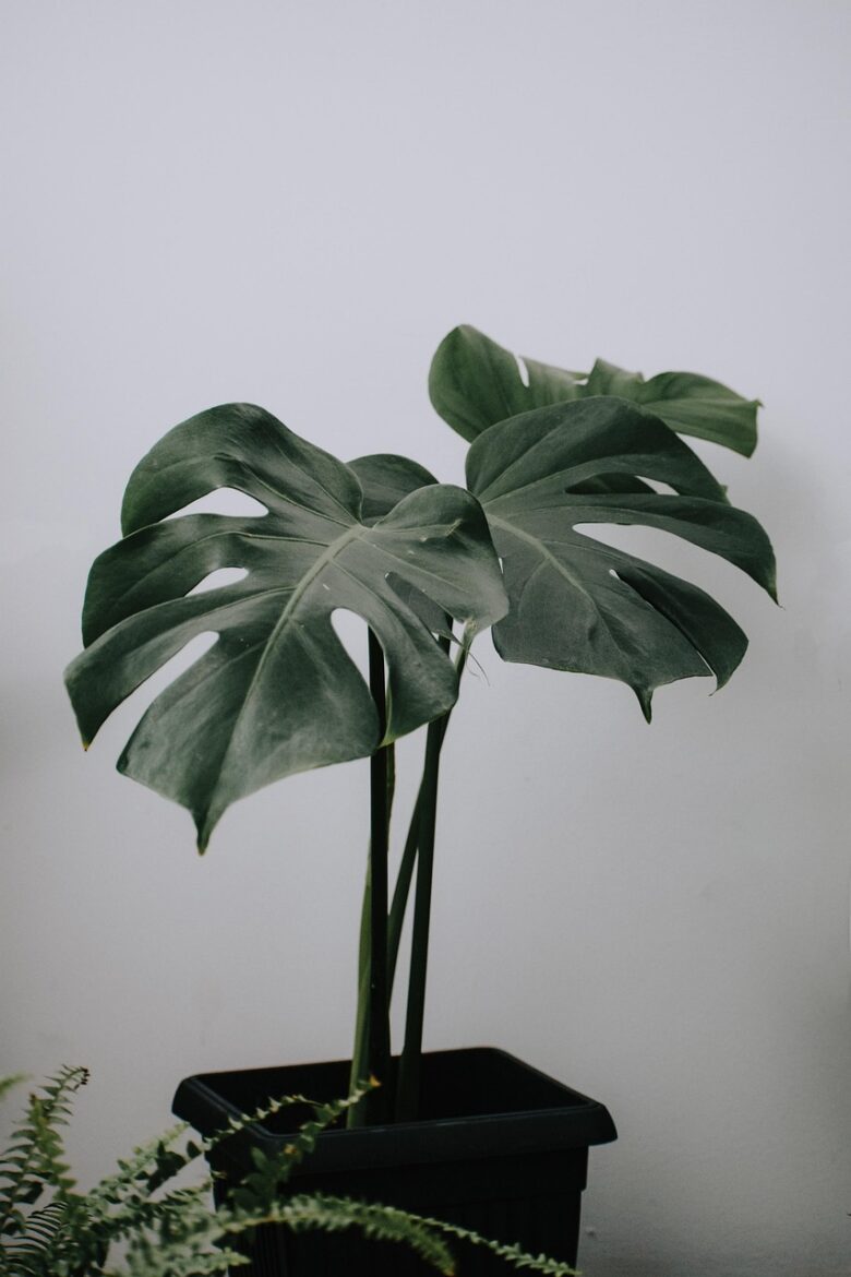 Piante, D'appartamento