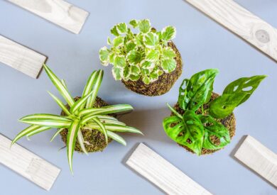 Le piante più resistenti in appartamento: 10 varietà che vivono anche con poca luce