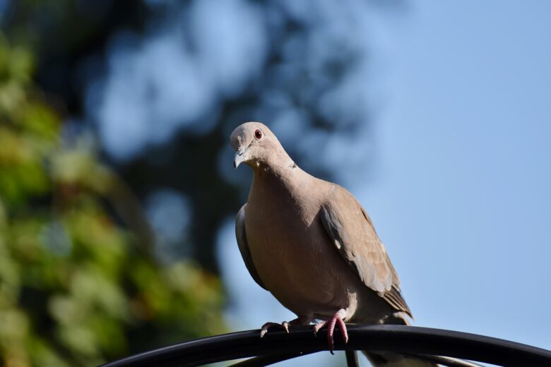 Piccione,
