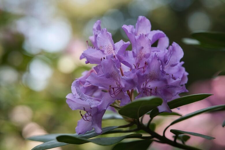 Rododendro