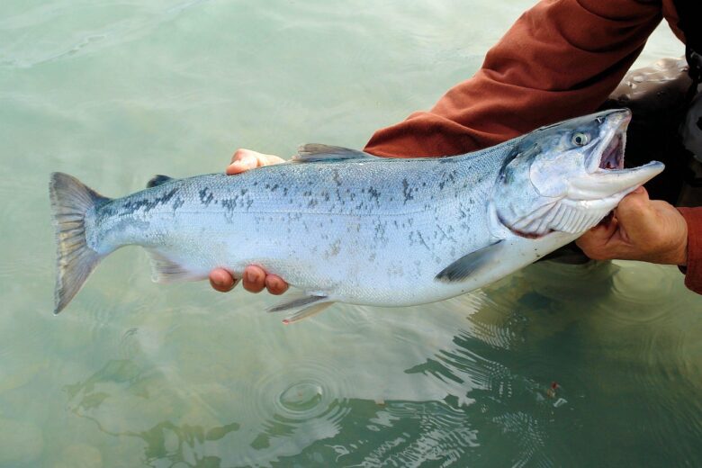 Salmoni, Acqua