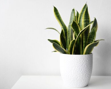 La sansevieria impazzisce per questa spezia: ne basta pochissima sul terriccio