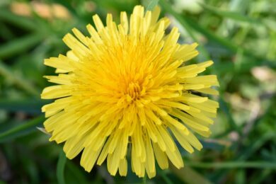 Tutti lo strappano dal prato ma potrebbe essere uno degli alleati migliori del giardino