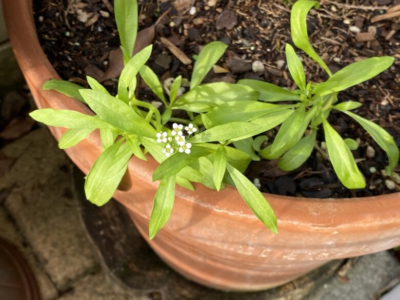 Small,White,Alyssum,Like,Flowers,And,Elongated,Green,Leaves,Growing