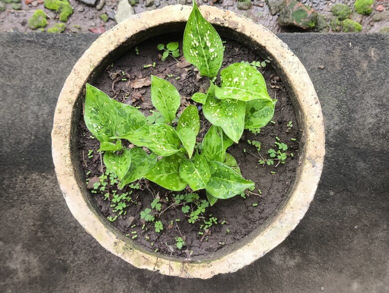 Top,View,Of,A,Potted,Variegated,Foliage,Plant,With,Fresh