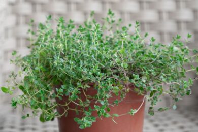 Timo in vaso: l’aromatica perfetta per il balcone ma attenzione a questi errori