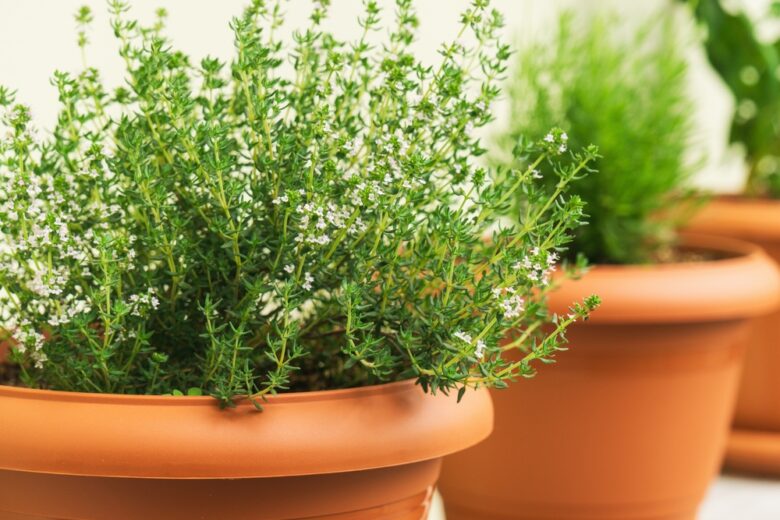 Fresh,Thyme,Herbs,In,Pots,Display,Vibrant,Greenery,,Thriving,In