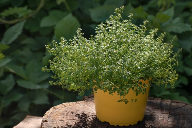 Thyme,In,Pot,On,Wood,Log,Against,Background,Of,Gree