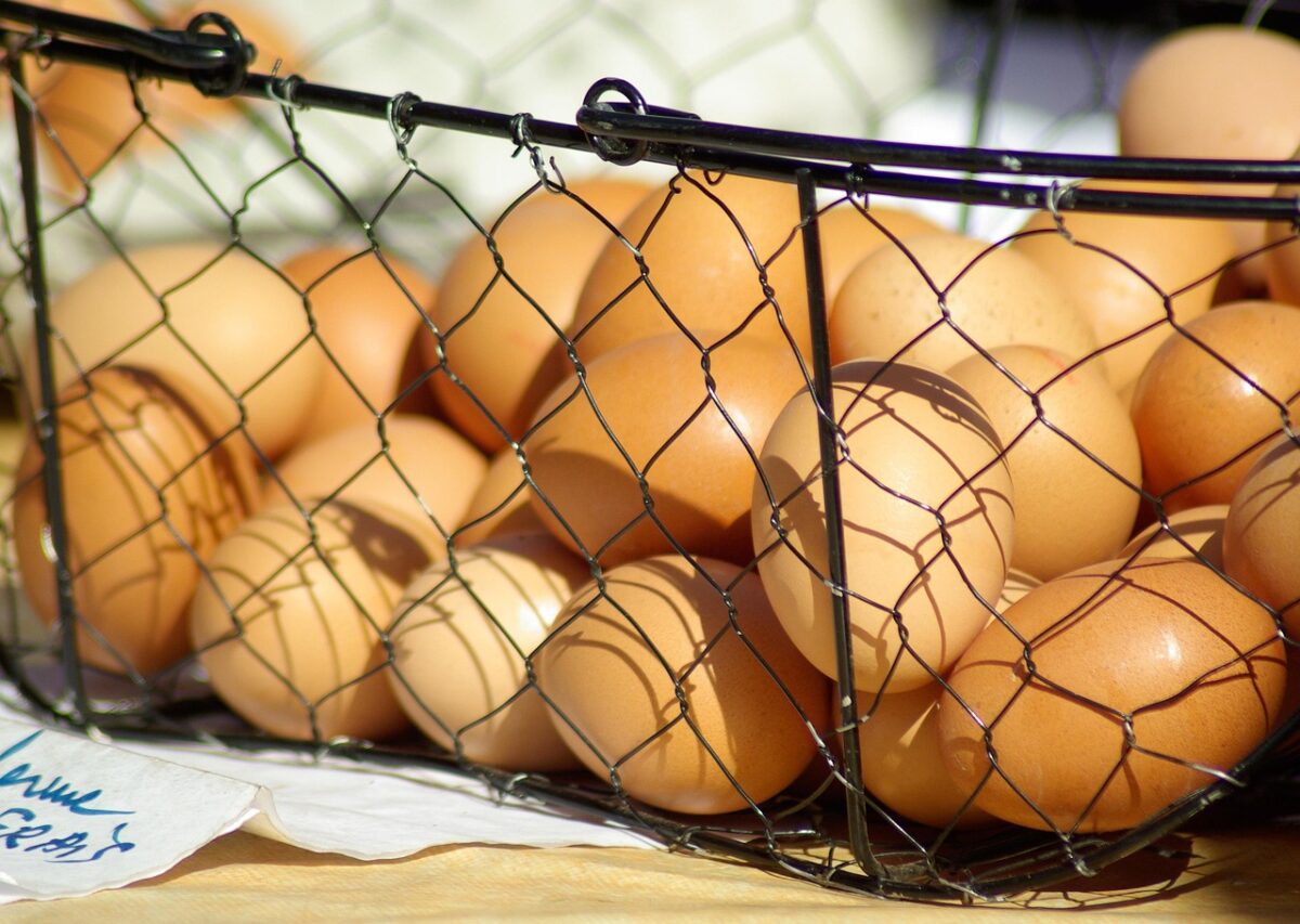 Uova, Galline Uova, Galline