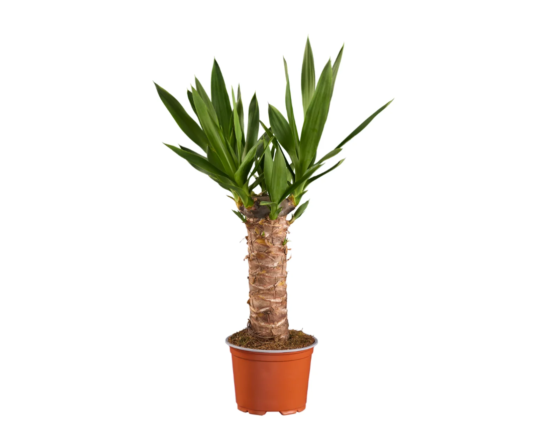 yucca yucca