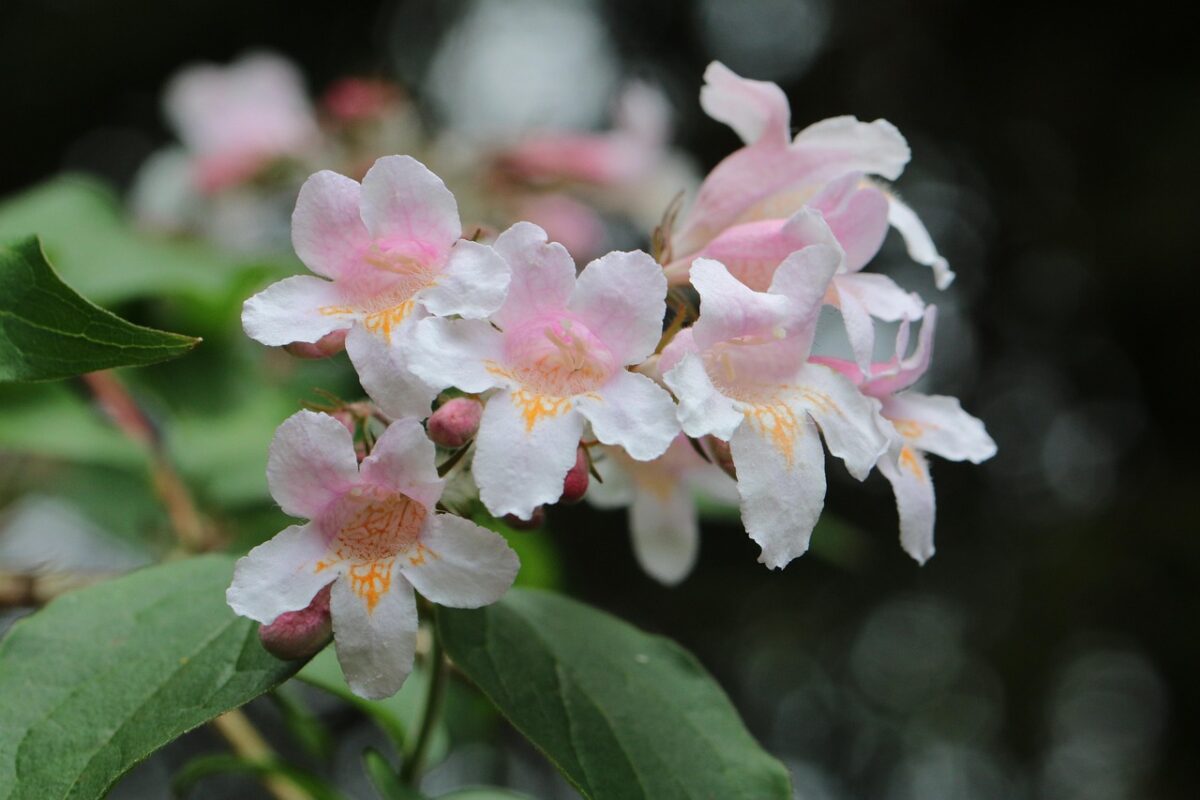 Abelia Abelia