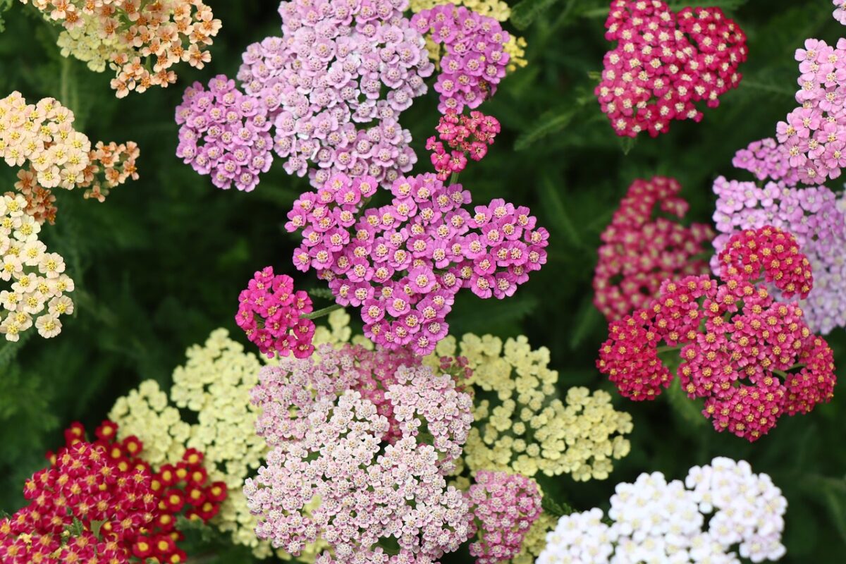 Achillea Achillea