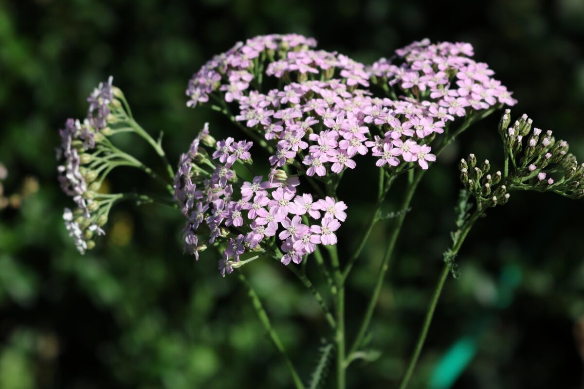 Achillea Achillea