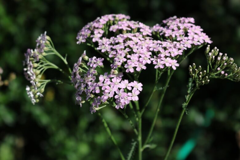 Achillea