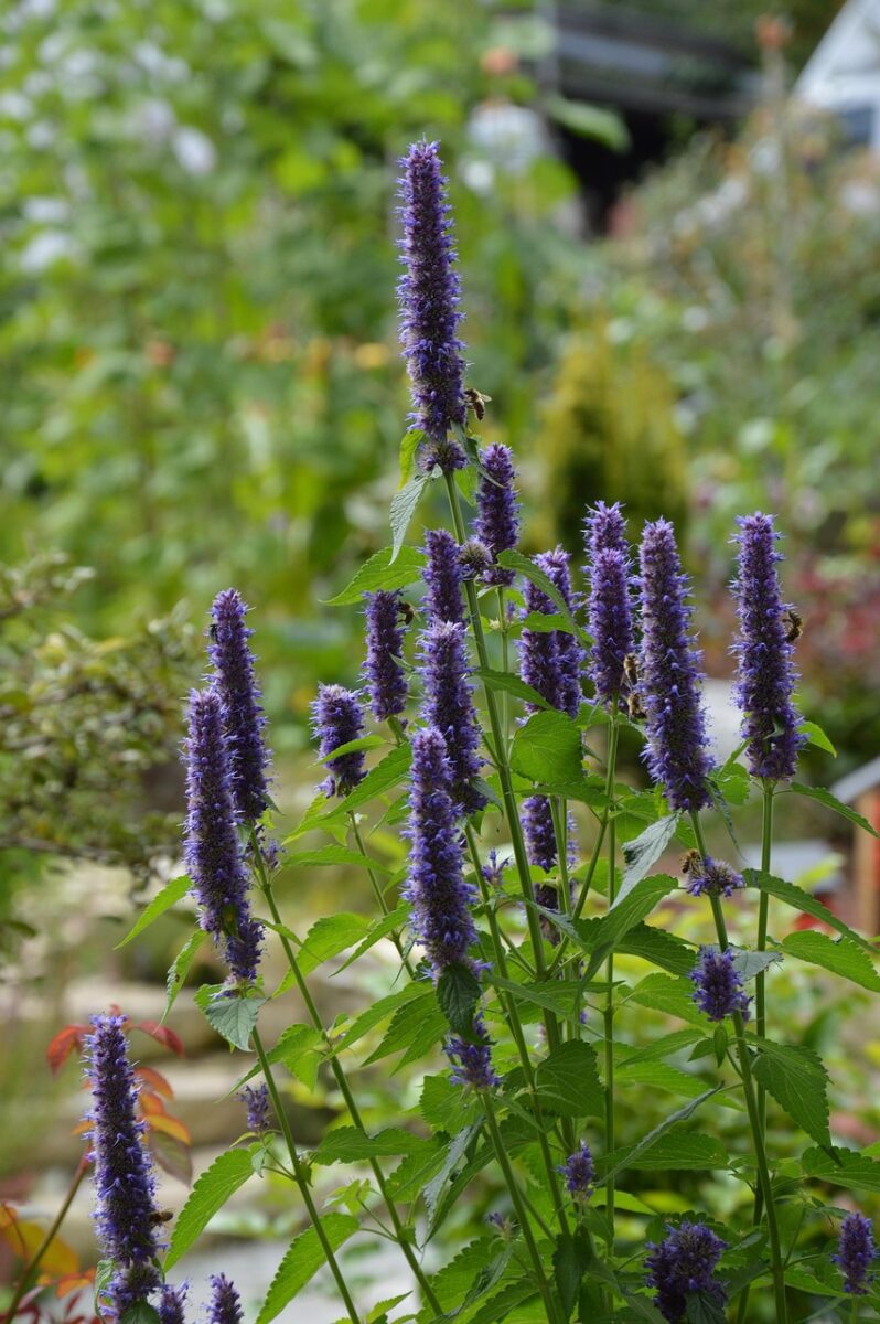 Agastache Agastache