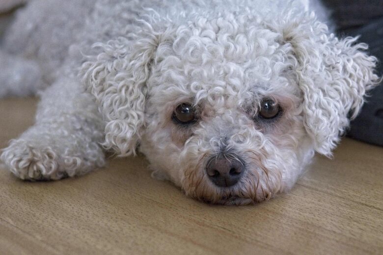 Bichon, Frisé