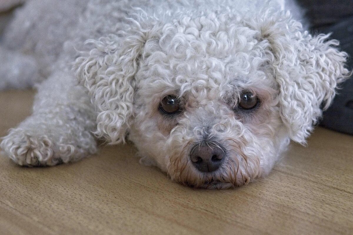 Bichon, Frisé Bichon, Frisé