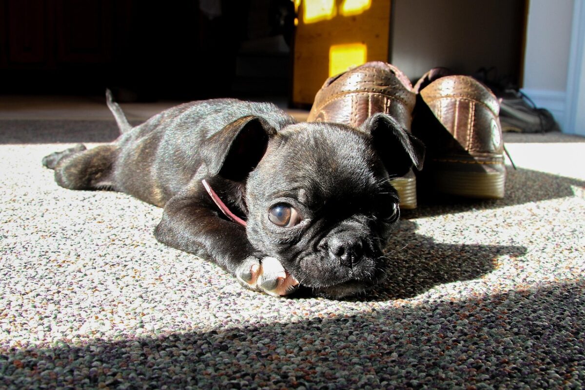 Boston, Terrier Boston, Terrier