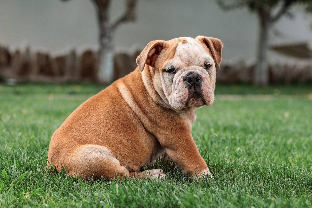 Bulldog Bulldog