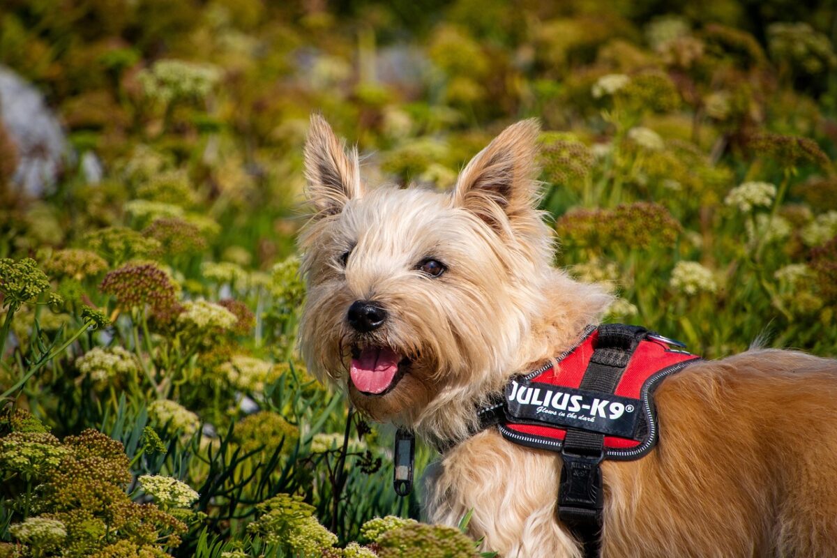 Cairn, Terrier Cairn, Terrier