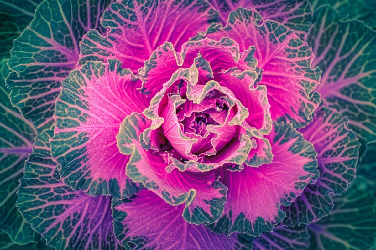 Cavolo ornamentale coltivazione Brassica oleracea