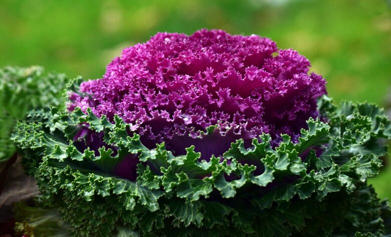Cavolo, Ornamentale