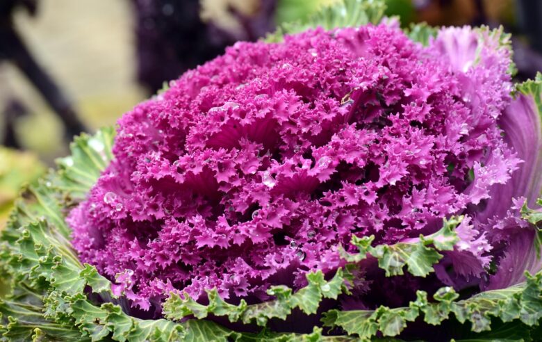 Cavolo, Ornamentale