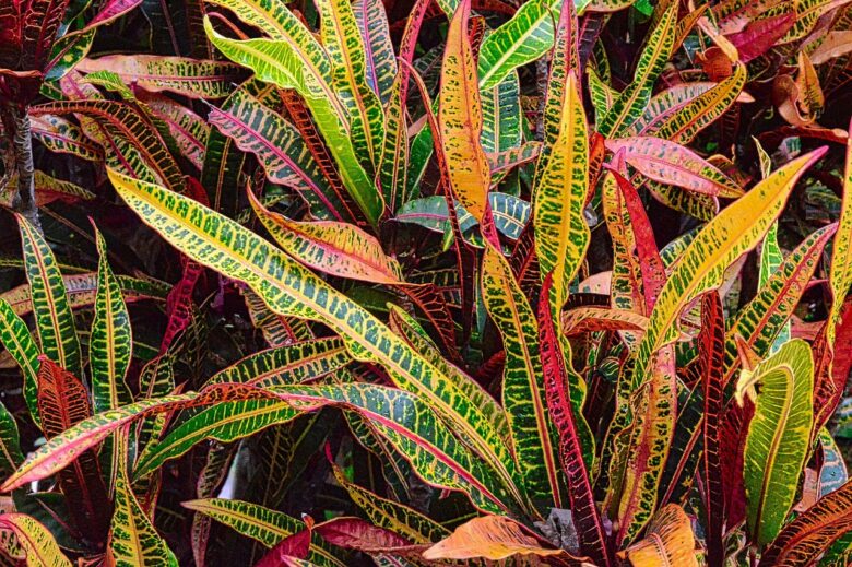 Codiaeum, Variegatumù