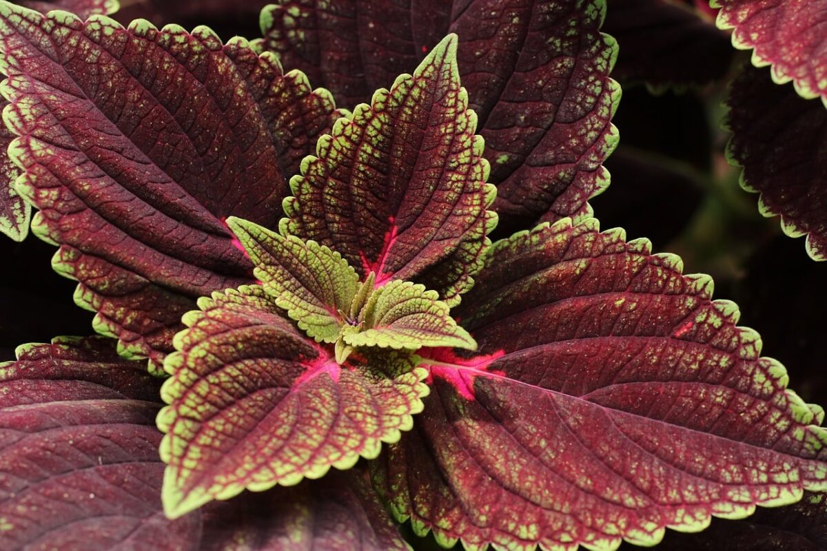foglie-colorate-Coleus foglie-colorate-Coleus