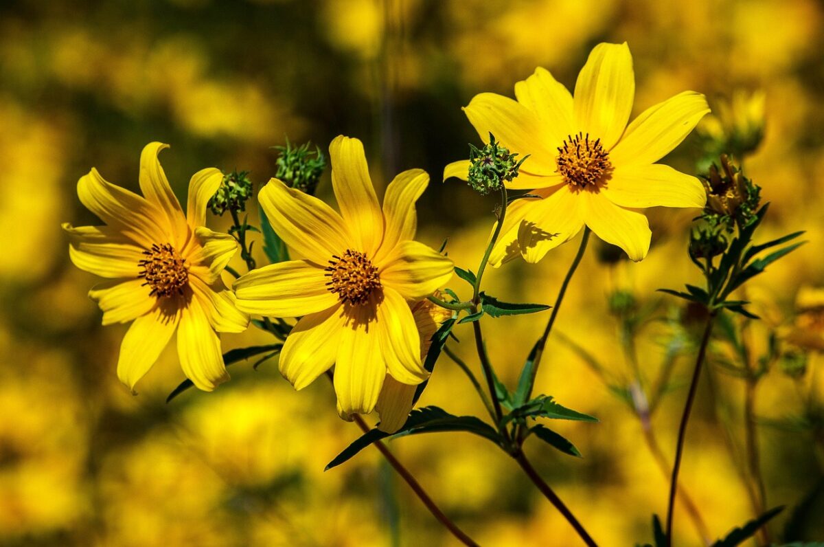 Coreopsis Coreopsis