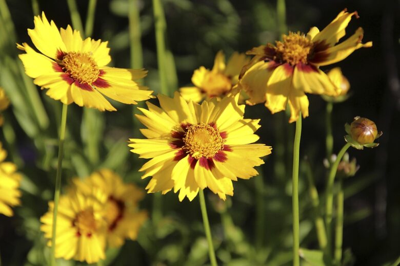 Coreopsis