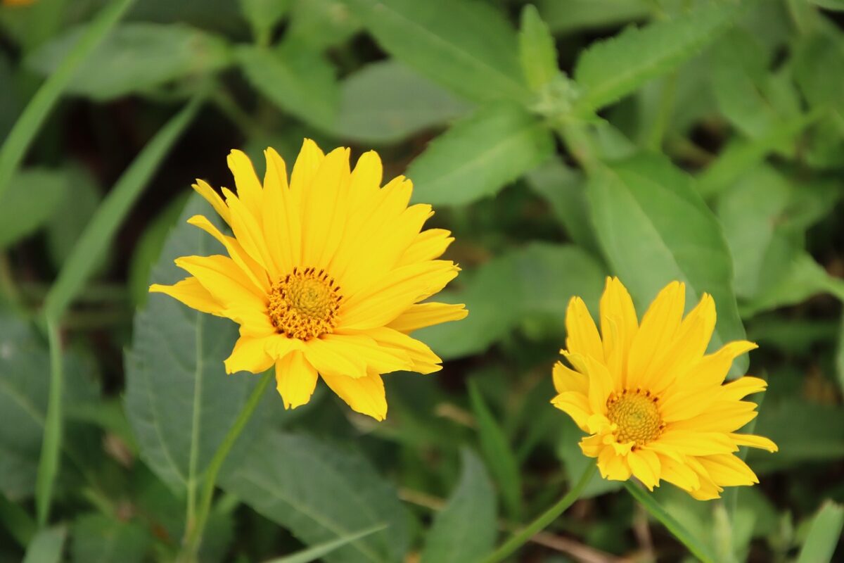 Coreopsis Coreopsis
