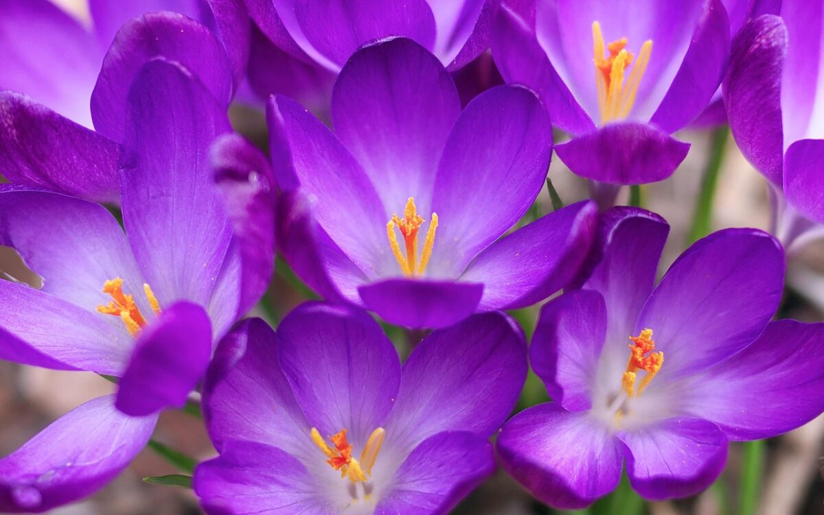 Crocus