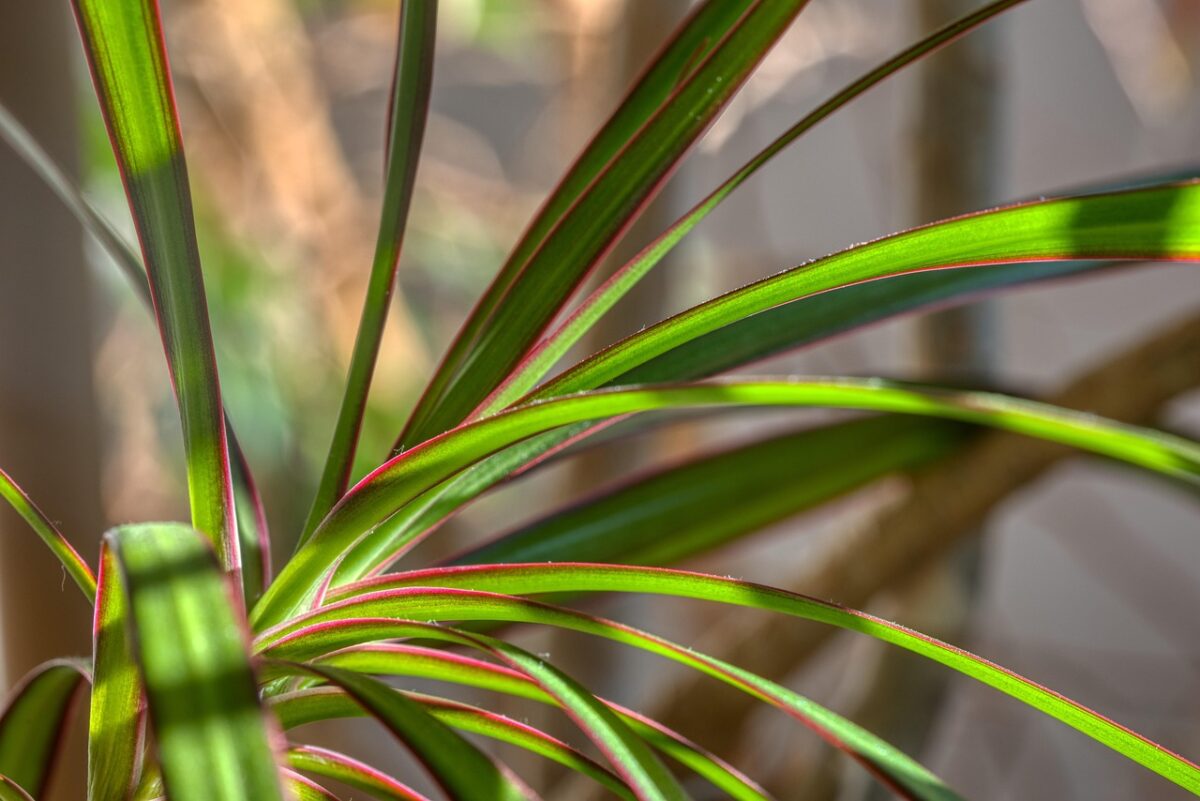 Dracena Dracena