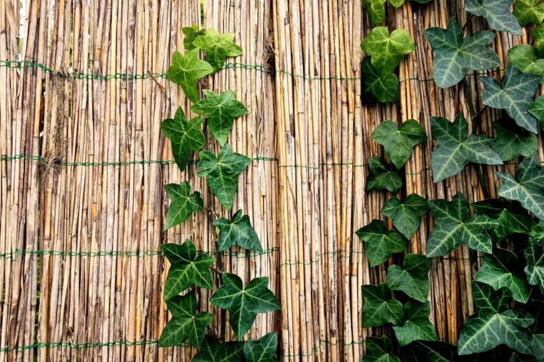 EDERA, RAMPICANTE