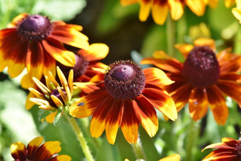Echinacea
