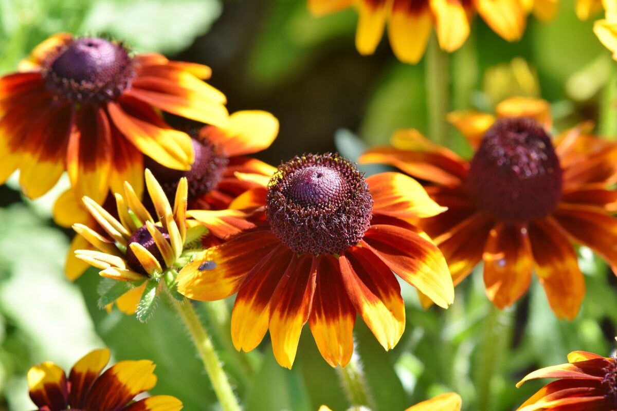 Echinacea Echinacea